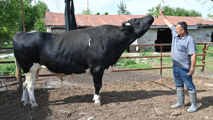 Pazarlıklar başladı: İşte vilayet il ortalama kurbanlık fiyatları