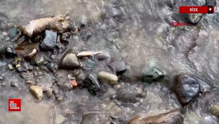 Rize’de derede balık vefatlarına inceleme