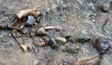 Rize’de derede balık vefatlarına inceleme