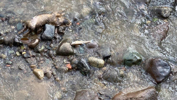 Rize’de derede balık vefatlarına inceleme
