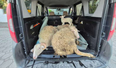 Sakarya’da kurbanlıkların parasını ödemeden kaçan çift tutuklandı