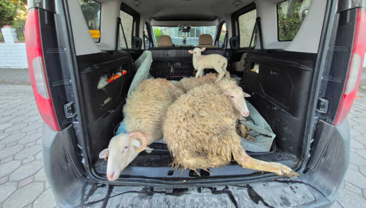 Sakarya’da kurbanlıkların parasını ödemeden kaçan çift tutuklandı