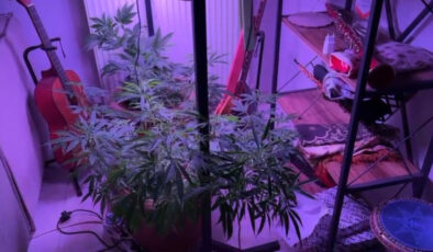 Samsun’da meskeninin içine kenevir serası kurdular