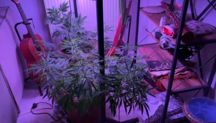 Samsun’da meskeninin içine kenevir serası kurdular