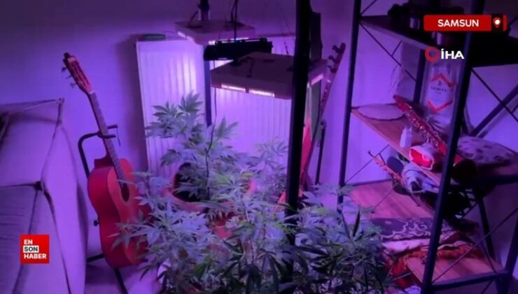 Samsun’da polis bir konutun içinde kenevir serası ele geçirdi