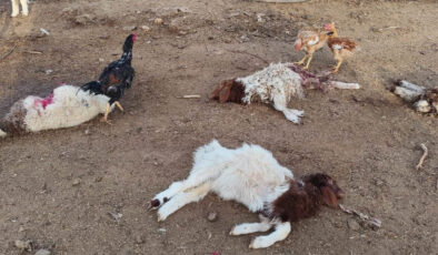 Şanlıurfa’da başıboş köpekler 33 kuzuyu telef etti