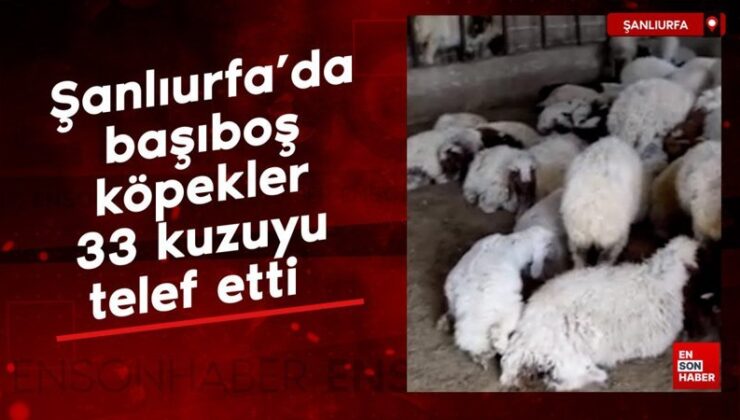 Şanlıurfa’da başıboş köpekler 33 kuzuyu telef etti