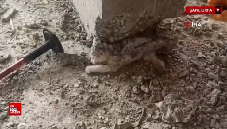 Şanlıurfa’da üzerine beton dökülen yavru kedi kurtarıldı