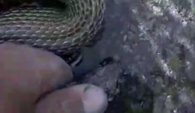 Sivas’ta eliyle tuttuğu yılanla sohbet edip, su içirdi