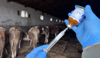 Sivas’ta şap hastalığı nedeniyle hayvan hareketleri durduruldu