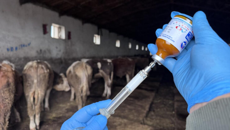 Sivas’ta şap hastalığı nedeniyle hayvan hareketleri durduruldu