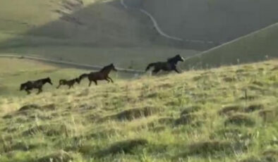 Sivas’ta yılkı atlarının tabiatta dansı