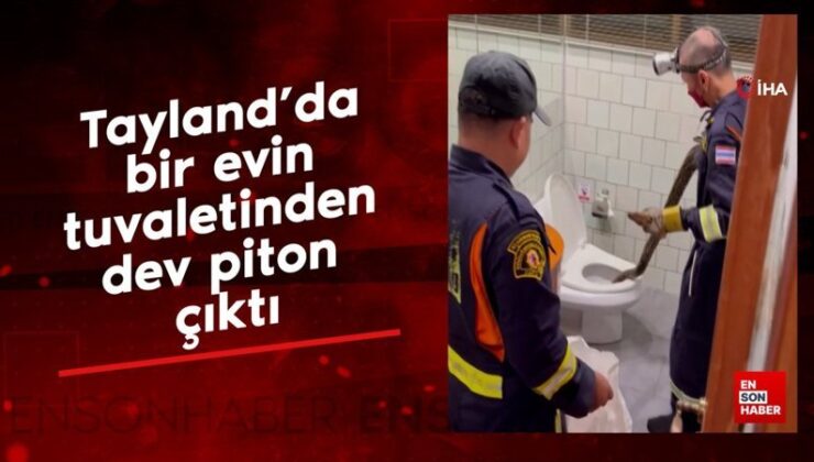 Tayland’da bir konutun tuvaletinden dev piton çıktı