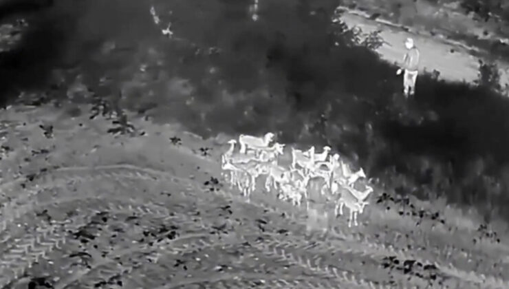 Tekirdağ’da kaybolan 27 küçükbaş termal dronla bulundu