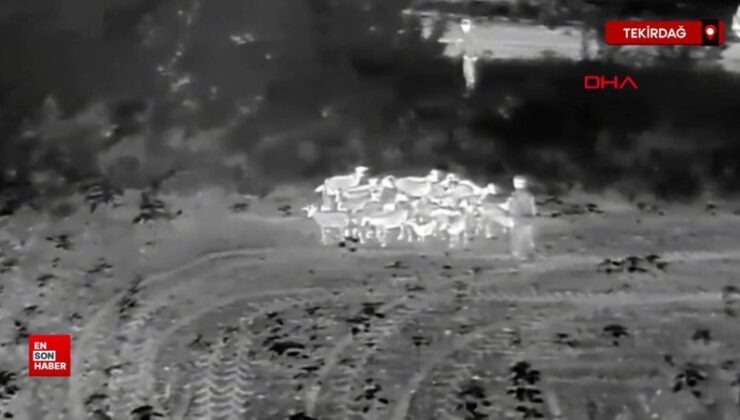 Tekirdağ’da kaybolan hayvanları jandarma dronla buldu