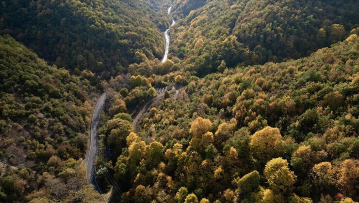 Tekirdağ’da ormanlara giriş yasağı