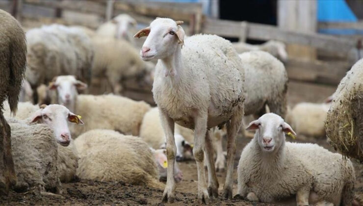 ‘Terörsüz Türkiye’ sürecinin hayvancılığa katkı sağlaması bekleniyor