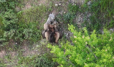 Tunceli dağlarında ender an: Anne ayı, üç yavrusunu emzirirken görüntülendi