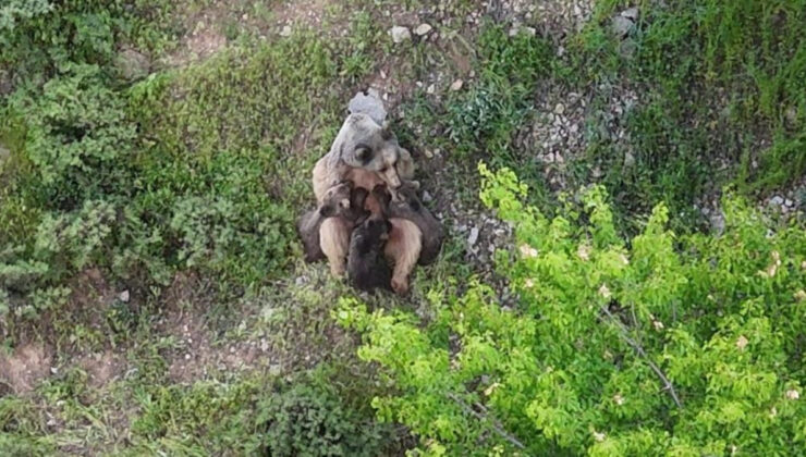 Tunceli dağlarında ender an: Anne ayı, üç yavrusunu emzirirken görüntülendi