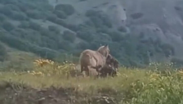Tunceli’de kent merkezine inen kurt, keçiyi kaptığı üzere götürdü