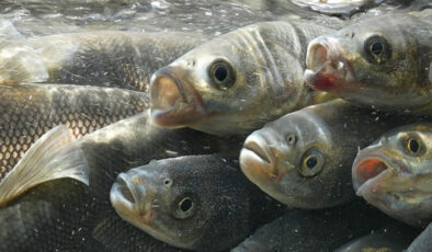Van Gölü’nde akarsulara göç eden inci kefalinin seyahati