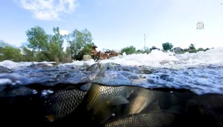 Van’da akarsulara göç eden inci kefalinin seyahati
