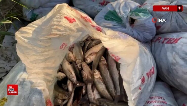 Van’da kaçak avlanan 22 ton inci kefali ele geçirildi