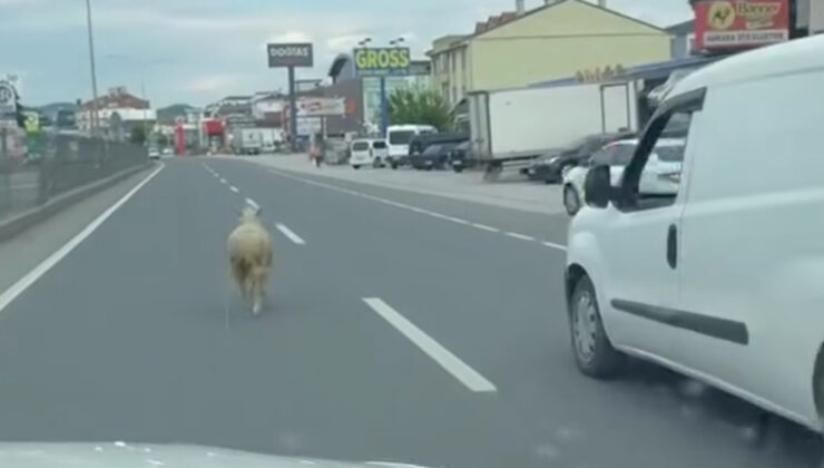 Yalova’da firari kurbanlık koyun trafiği birbirine kattı