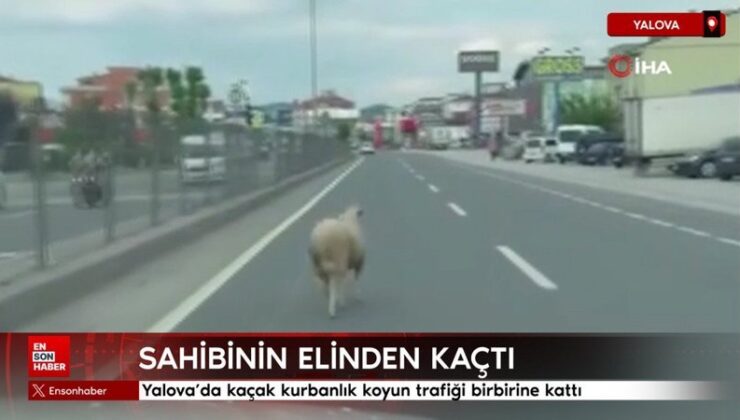Yalova’da kaçak kurbanlık koyun trafiği birbirine kattı