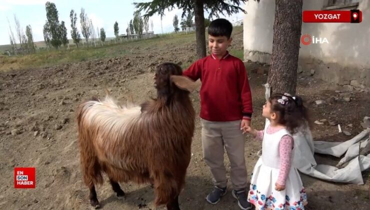 Yozgat’ta 11 yaşındaki Buyruk Ali, bursluluk imtihanından 500 tam puan aldı