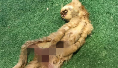Zonguldak’ta vahşet: İç organları alınmış iki kedi bulundu