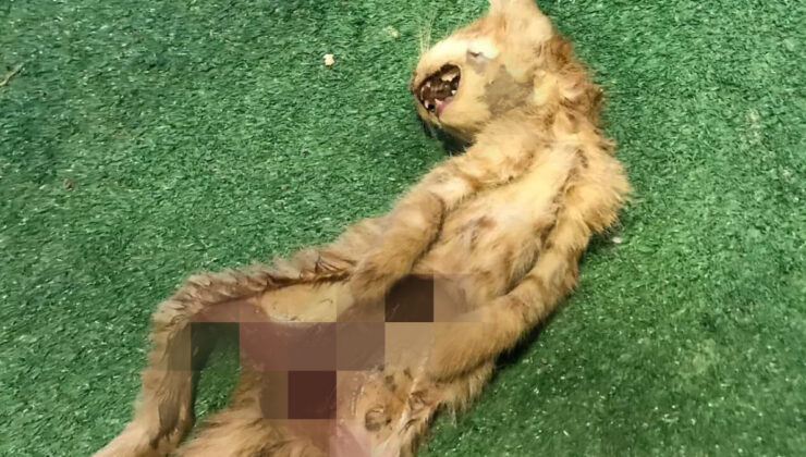 Zonguldak’ta vahşet: İç organları alınmış iki kedi bulundu