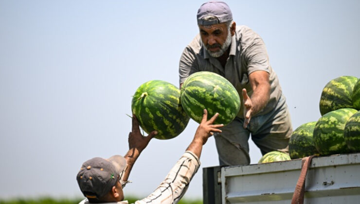 Adana karpuzunun kilosu tarlada 7 lira