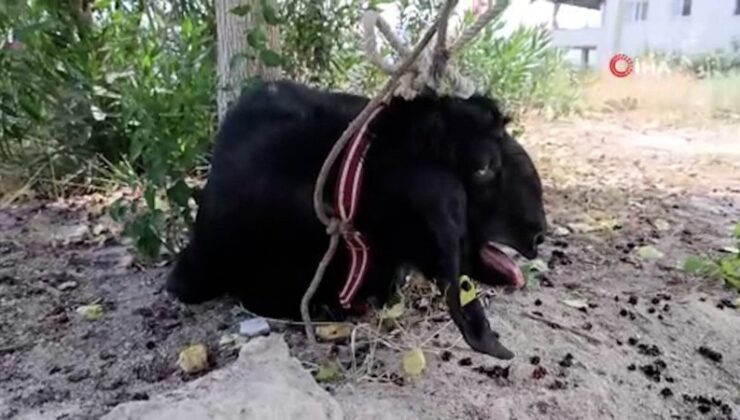 Adana’da firar eden kurbanlık, 10 gün sonra yakalandı