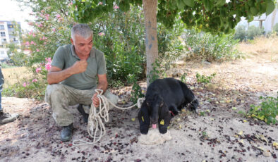 Adana’da firari kurbanlık 10 gün sonra yakalandı