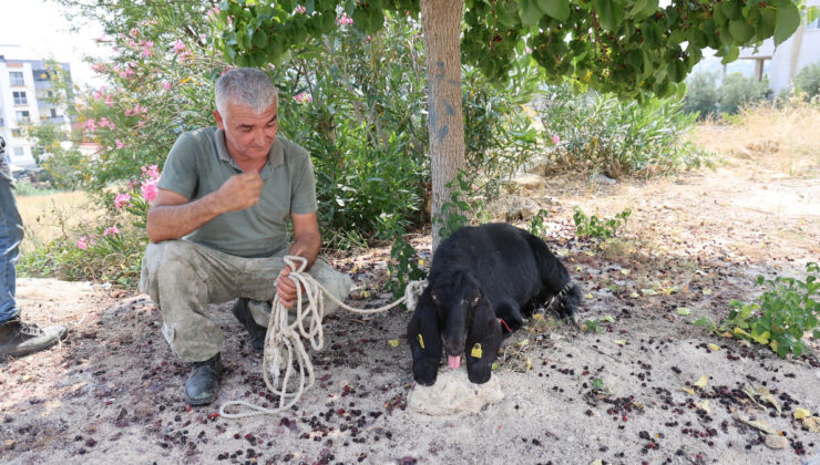 Adana’da firari kurbanlık 10 gün sonra yakalandı