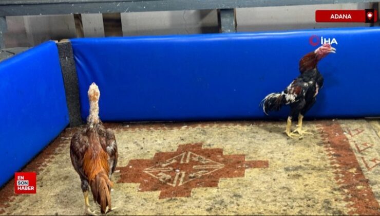 Adana’da horoz dövüşüne polis baskını