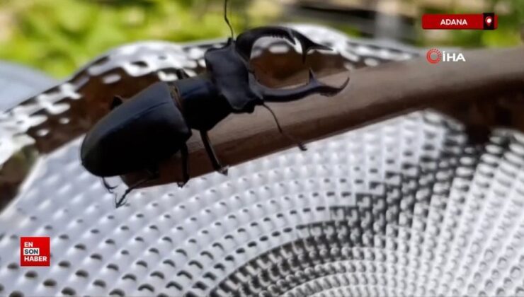 Adana’da parmak büyüklüğünde geyik böceği görüldü