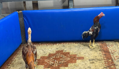 Adana’da polis müşteri üzere girdi: Horoz dövüşüne suçüstü operasyon yaptı