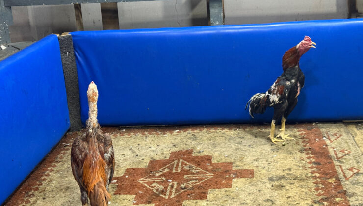 Adana’da polis müşteri üzere girdi: Horoz dövüşüne suçüstü operasyon yaptı