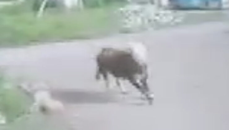 Ağrı’da kaçan kurbanlık boğa çocukların peşine düştü