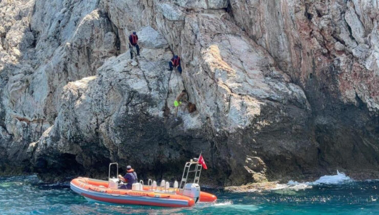 Alanya Kalesi’nde kayalık bölgede mahsur kalan dağ keçisi kurtarıldı
