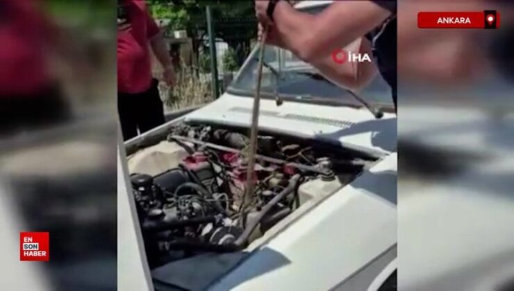 Ankara’da aracın motoruna giren yılanı elindeki sopayla çıkardı