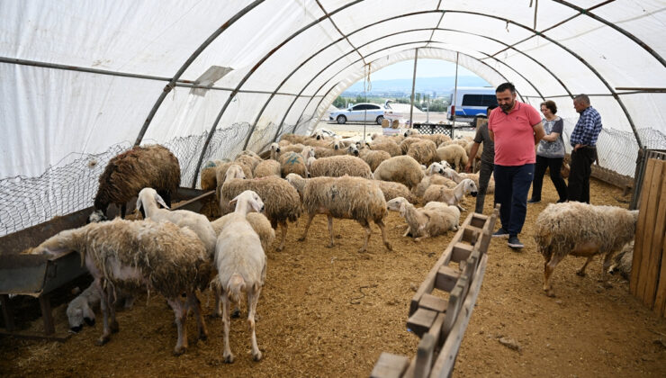 Ankara’da bayramın ikinci gününde kurban pazarılarındaki yoğunluk sürüyor