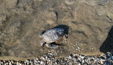 Antalya’da carettanın başı kesildi