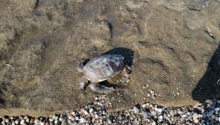 Antalya’da carettanın başı kesildi