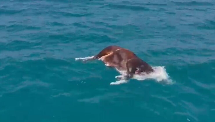 Antalya’da denizde meyyit inek bulundu