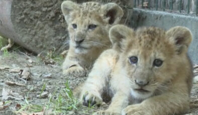Antalya’da ikiz aslan yavruları ‘Osimhen’ ve ‘Ciro’ hayat parkının maskotu oldu