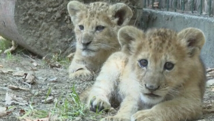 Antalya’da ikiz aslan yavruları ‘Osimhen’ ve ‘Ciro’ hayat parkının maskotu oldu