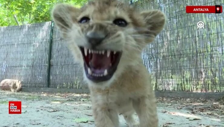 Antalya’da ikiz aslan yavruları Osimhen ve Ciro, parkın maskotu oldu